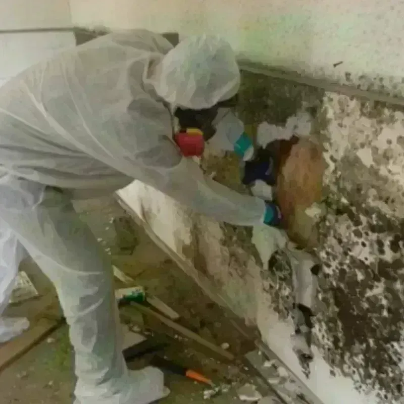 Mold Remediation and Removal in Stryker, OH